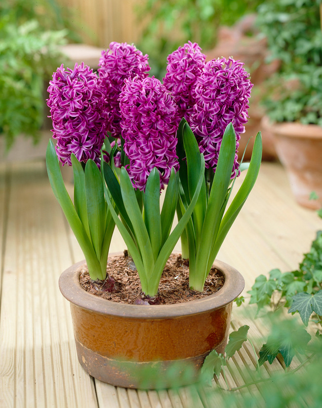 Hyacinth Purple Sensation 17 18cm JParkers hyacinth-purple-sensation-17-18cm-jparkers