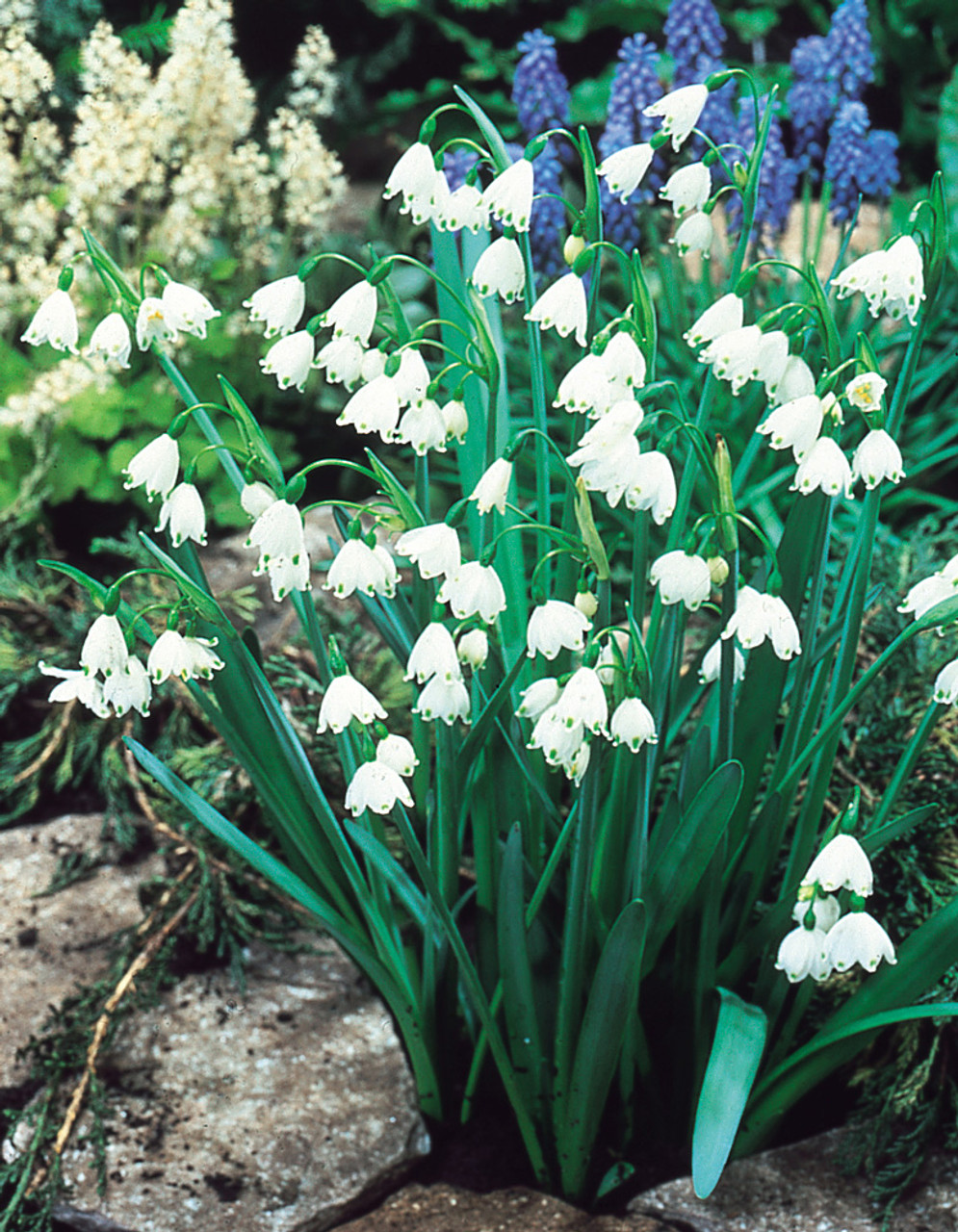 Snowflake Aestivum Giant Bulbs