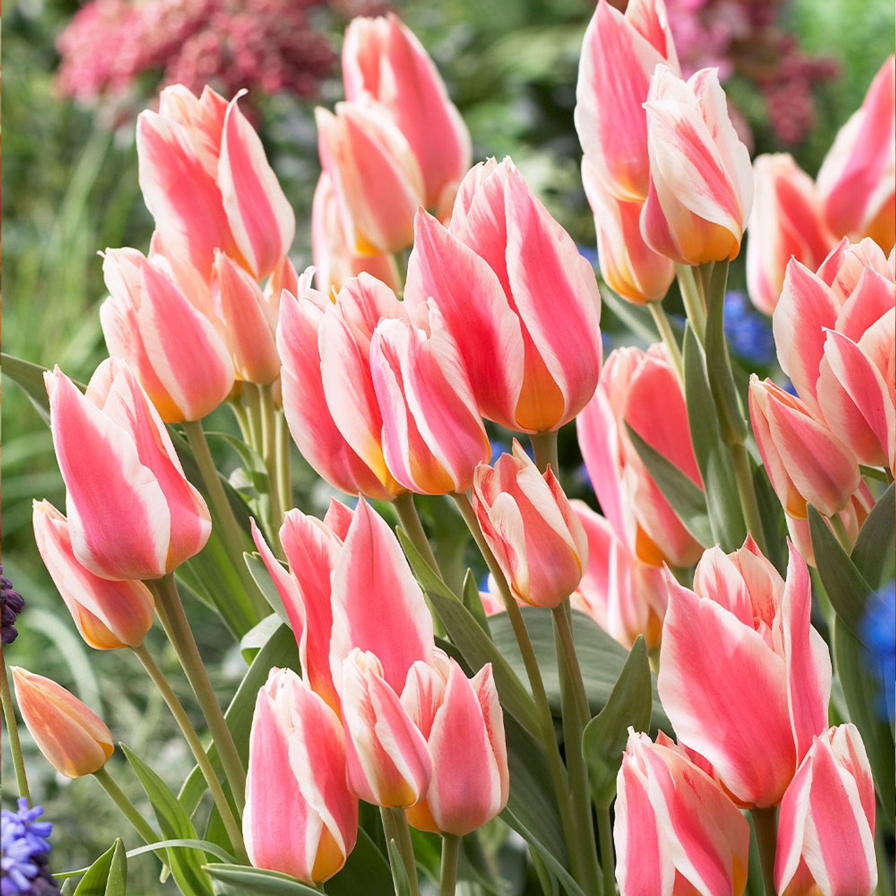 10 Tulipes Quebec