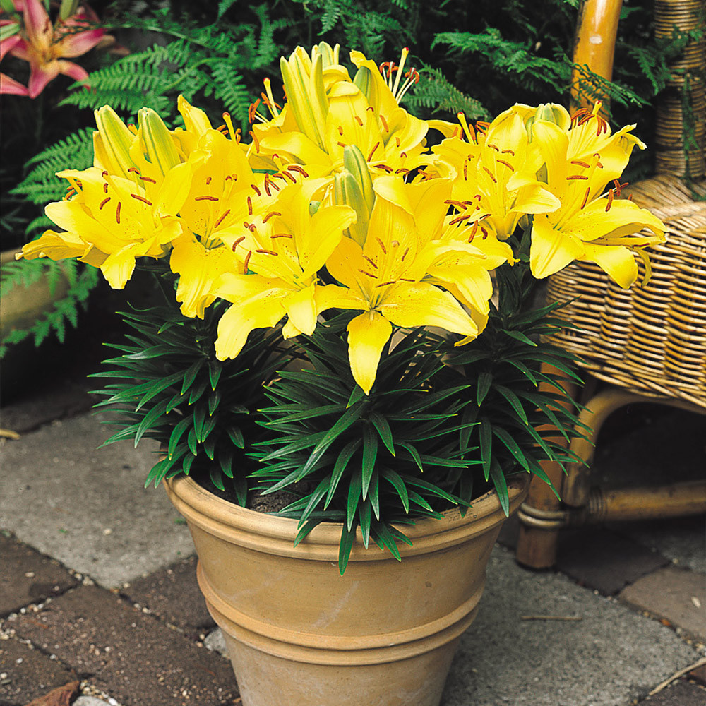 Buy Lilium Butter Pixie at jparkers.co.uk