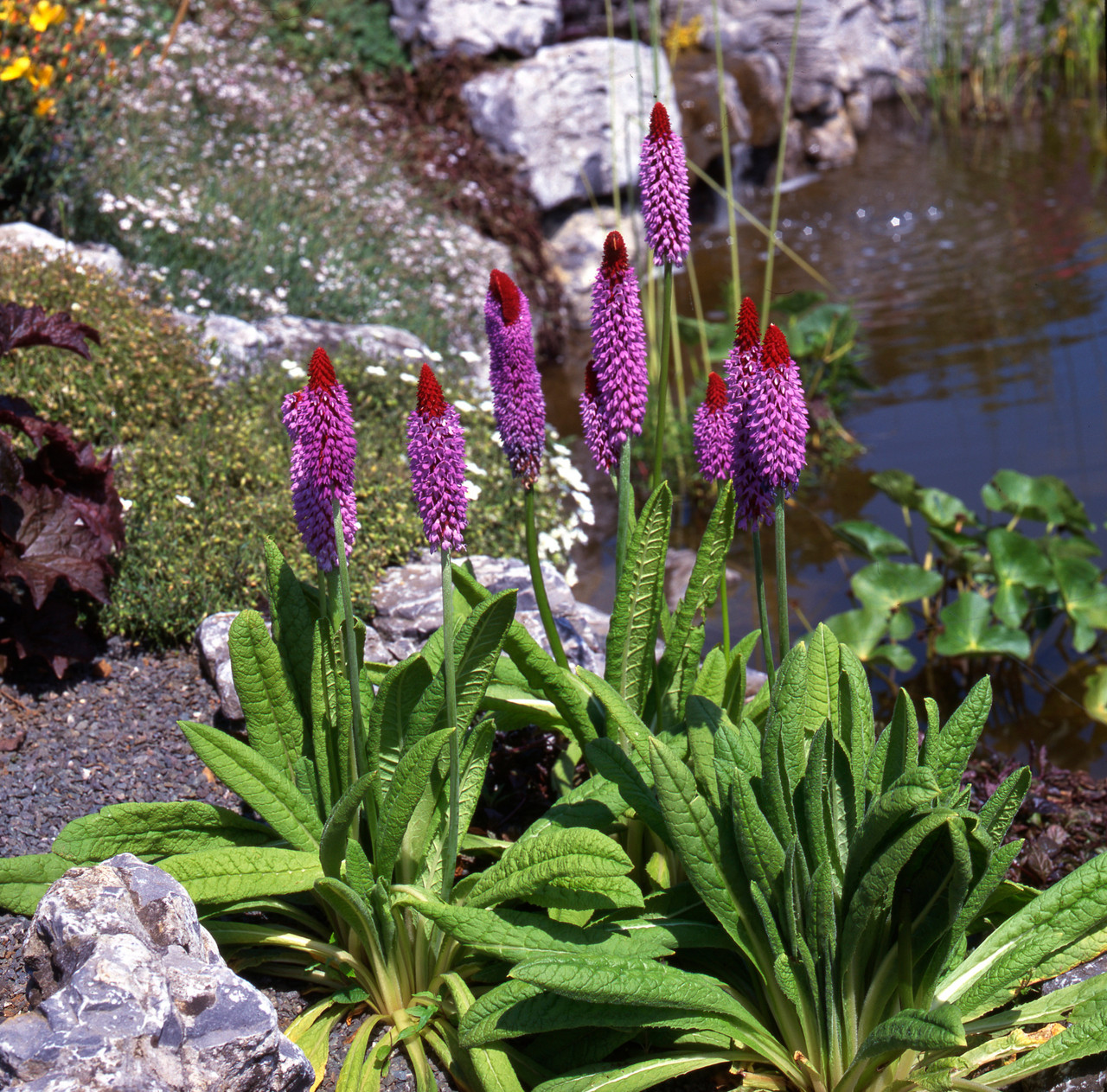 美品★TATRAS NOLLEY'S別注　PRIMULA 美品☆TATRAS NOLLEY´S別注 PRIMULA