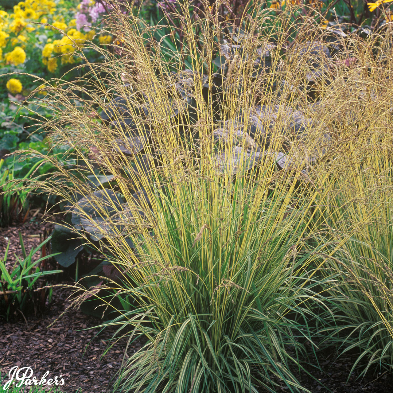 Molinia caerulea 'Variegata' - JParkers