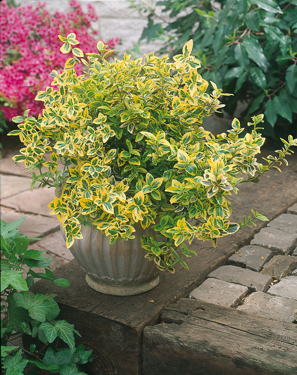 Image of Euonymus Emerald and Gold plant growing in a garden