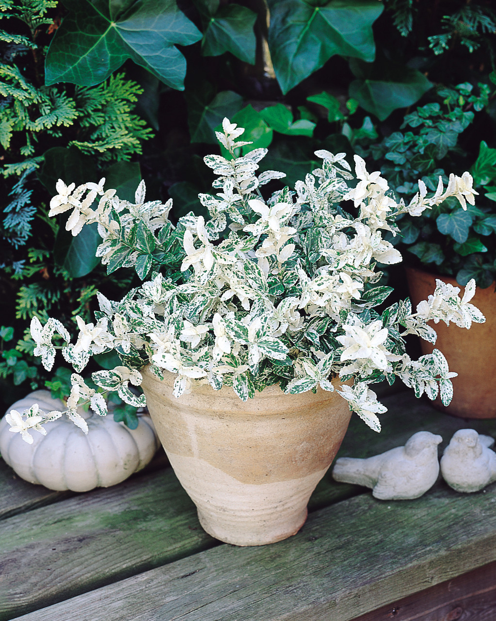 Image of Euonymus fortunei ‘Harlequin’