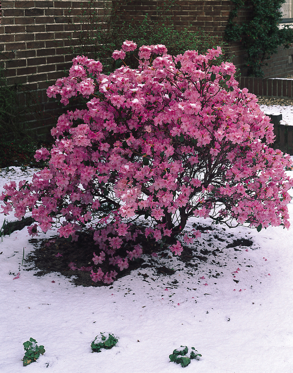 Buy Rhododendron Praecox | J Parker Dutch Bulbs