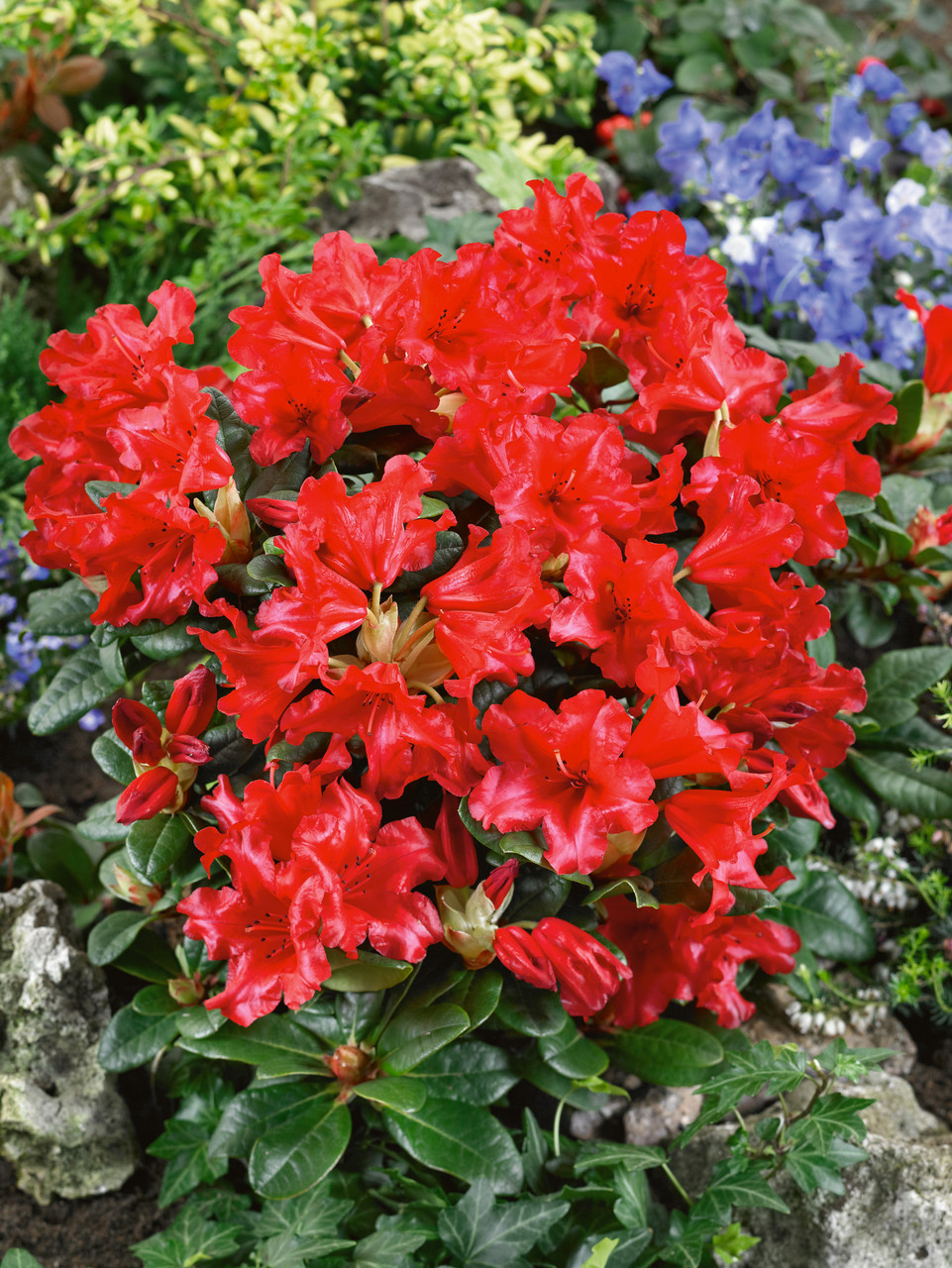Buy Rhododendron Scarlet Wonder J Parker Dutch Bulbs
