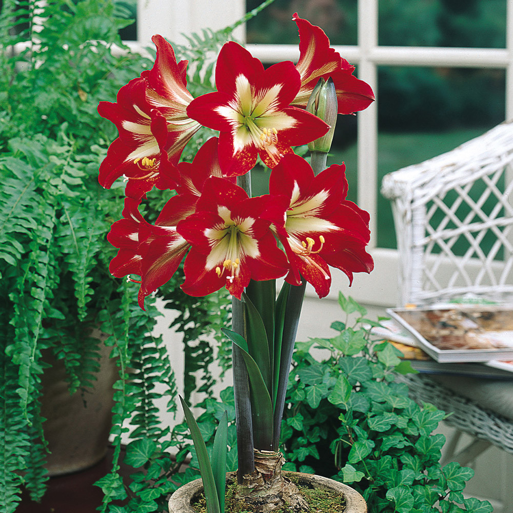 Amaryllis Naughty Girl 26cm+ | J Parker Dutch Bulbs