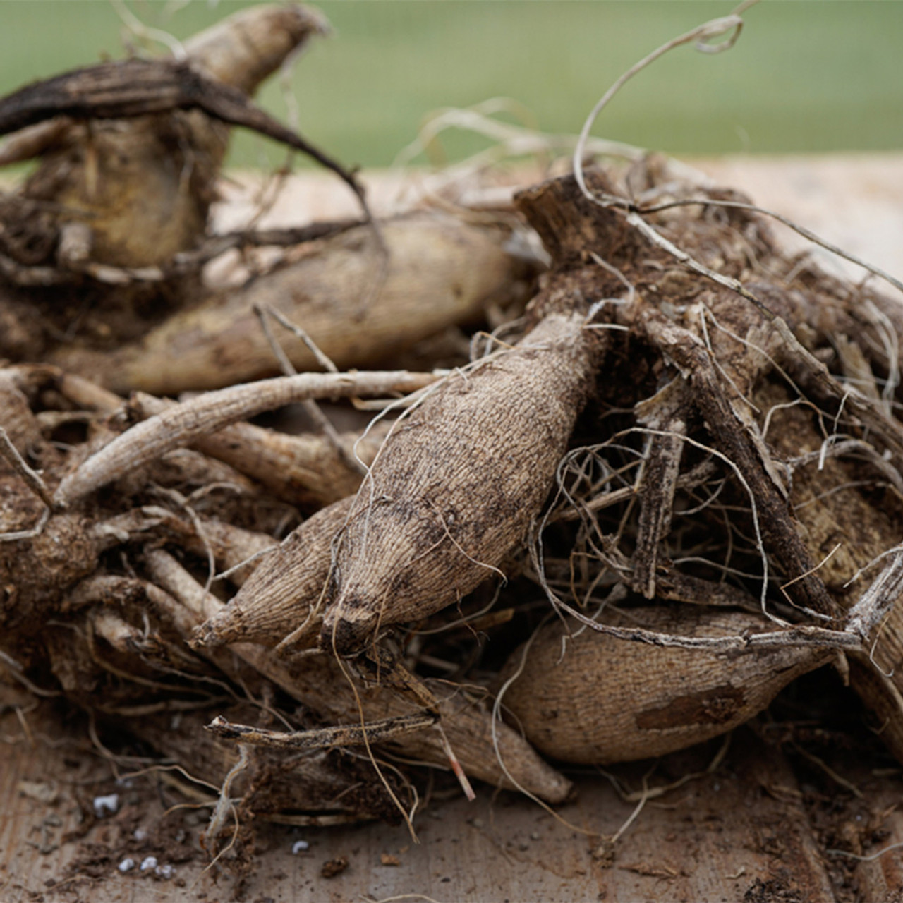 Dahlia Art Deco (Tubers) | J Parker Dutch Bulbs