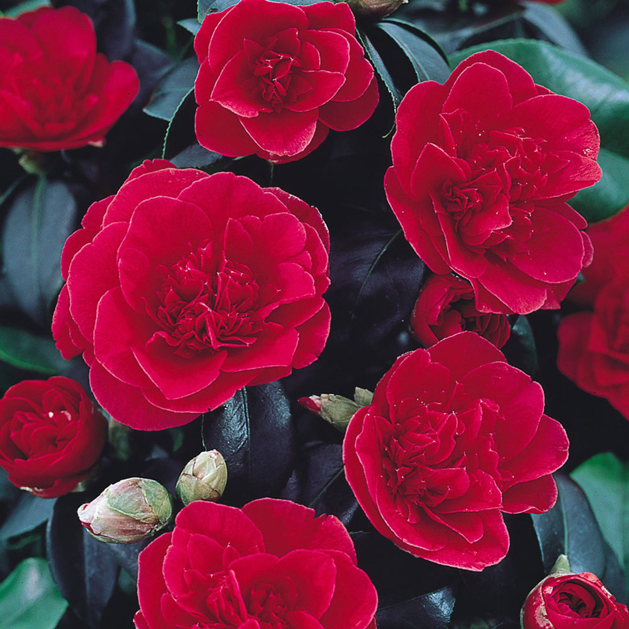 Shop Camellia Collection | J. Parker's