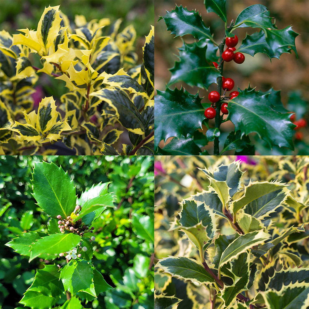 Holly’s store Shop Holly (Ilex) Ornamental Ilex Collection | J. Parker's