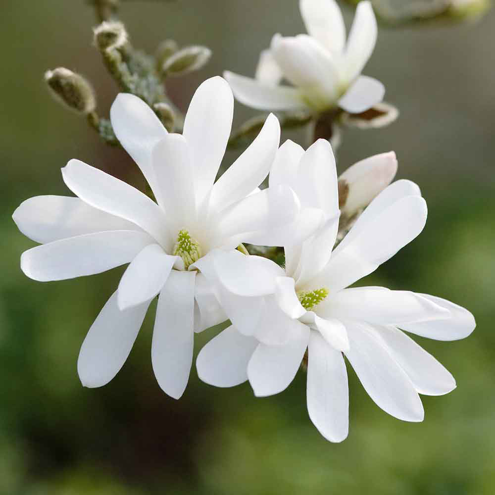 Magnolia Collection - JParkers