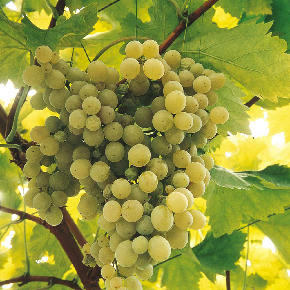 Grape Vine Super Hardy Collection - JParkers