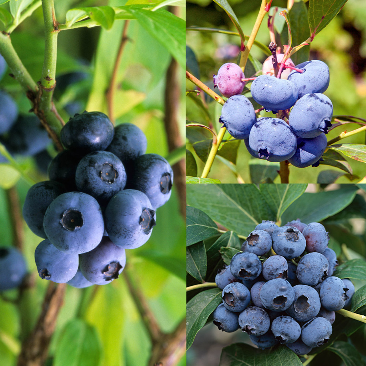 Blueberry Collection - Jparkers