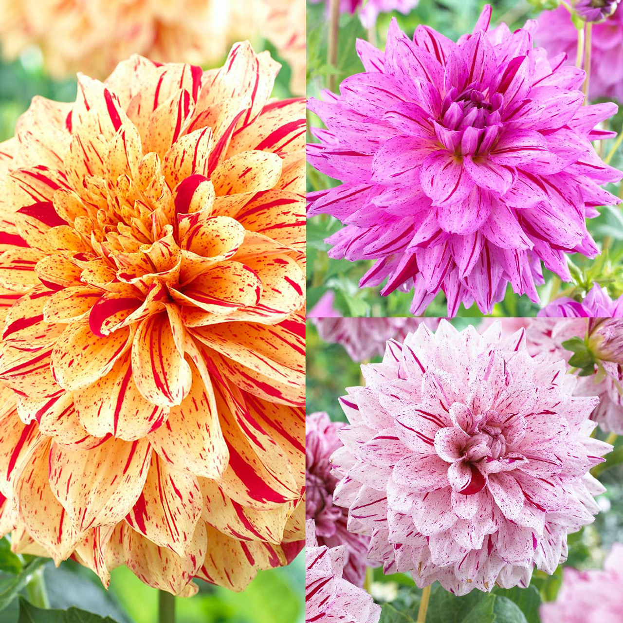 Dahlia Painted Collection - JParkers