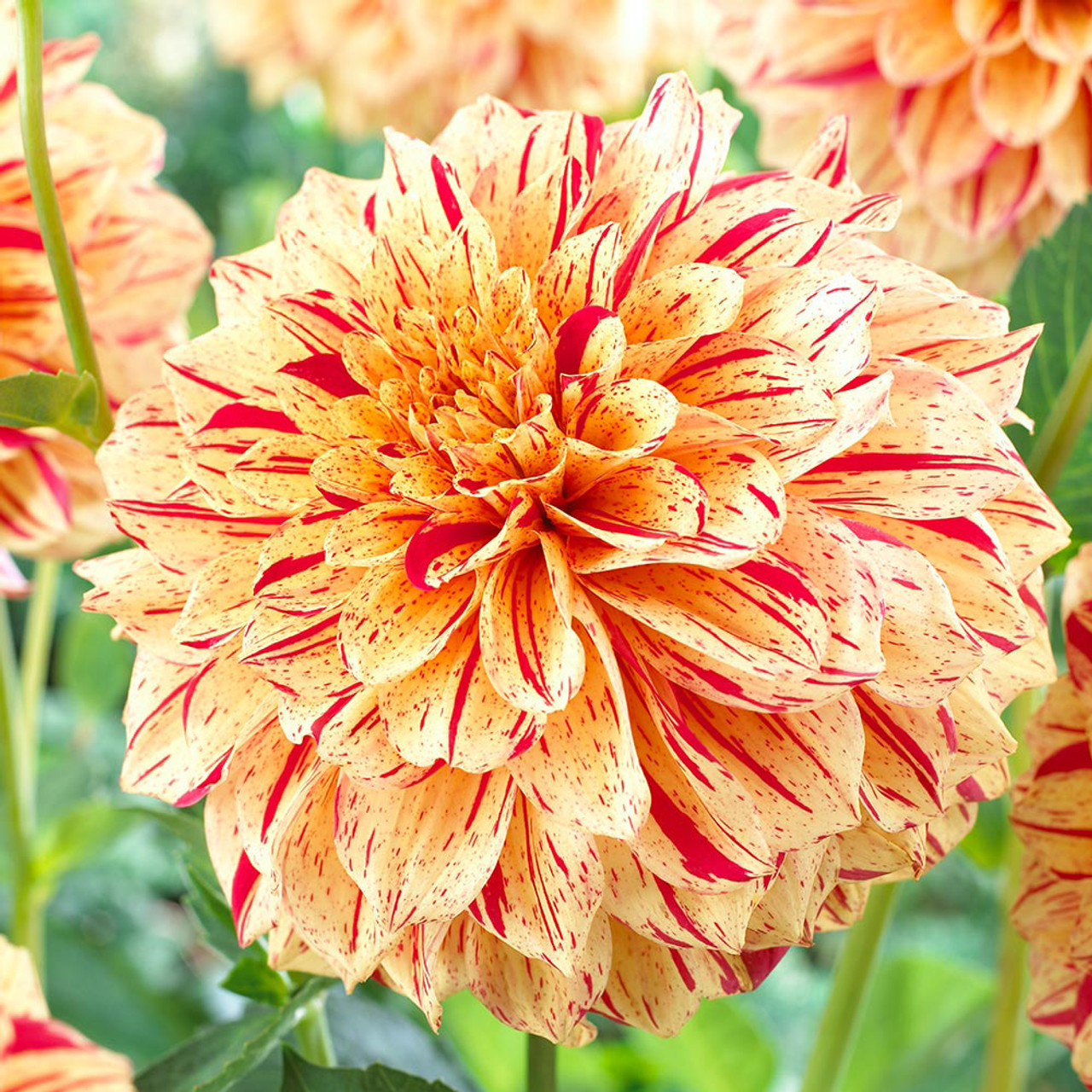 Dahlia Painted Collection - JParkers