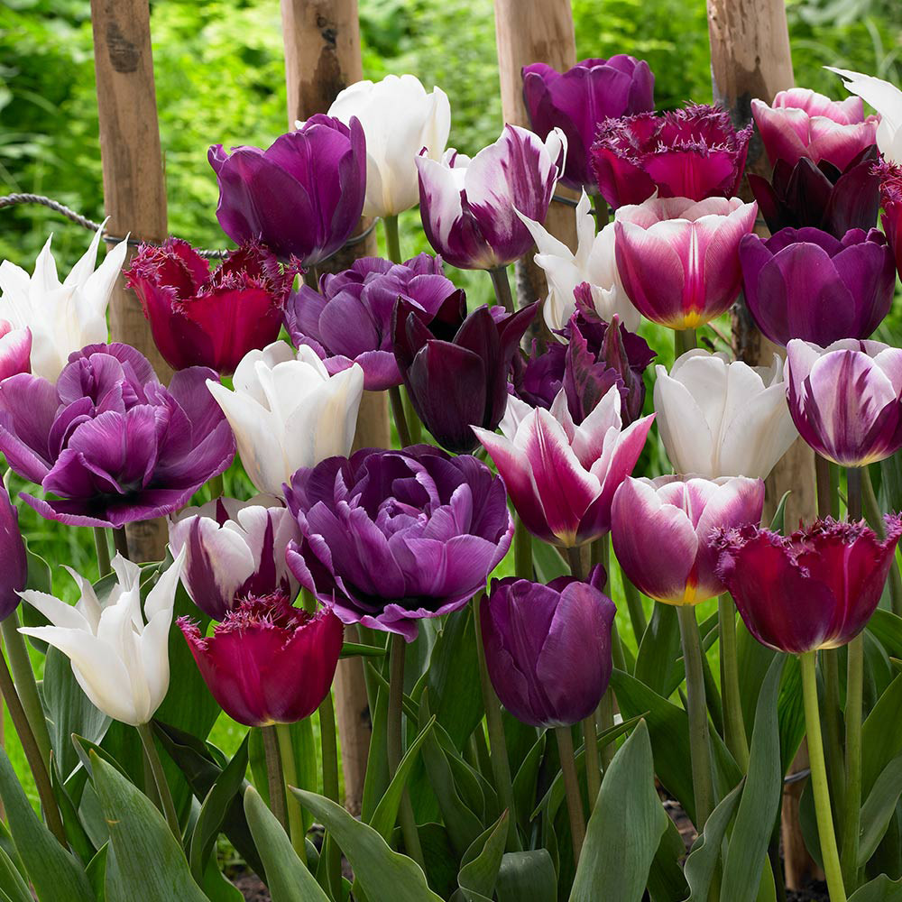 Buy Tulip Blend Collection at jparkers.co.uk