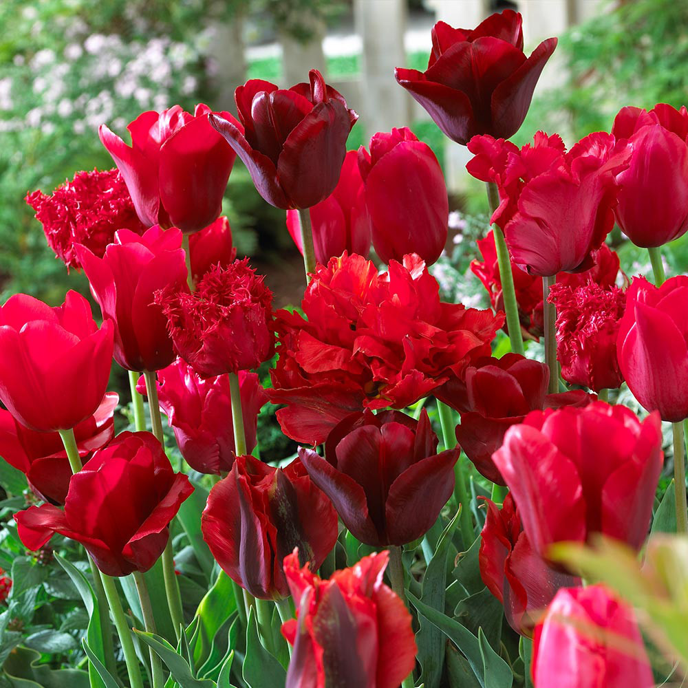 Buy Tulip Blend Collection at jparkers.co.uk