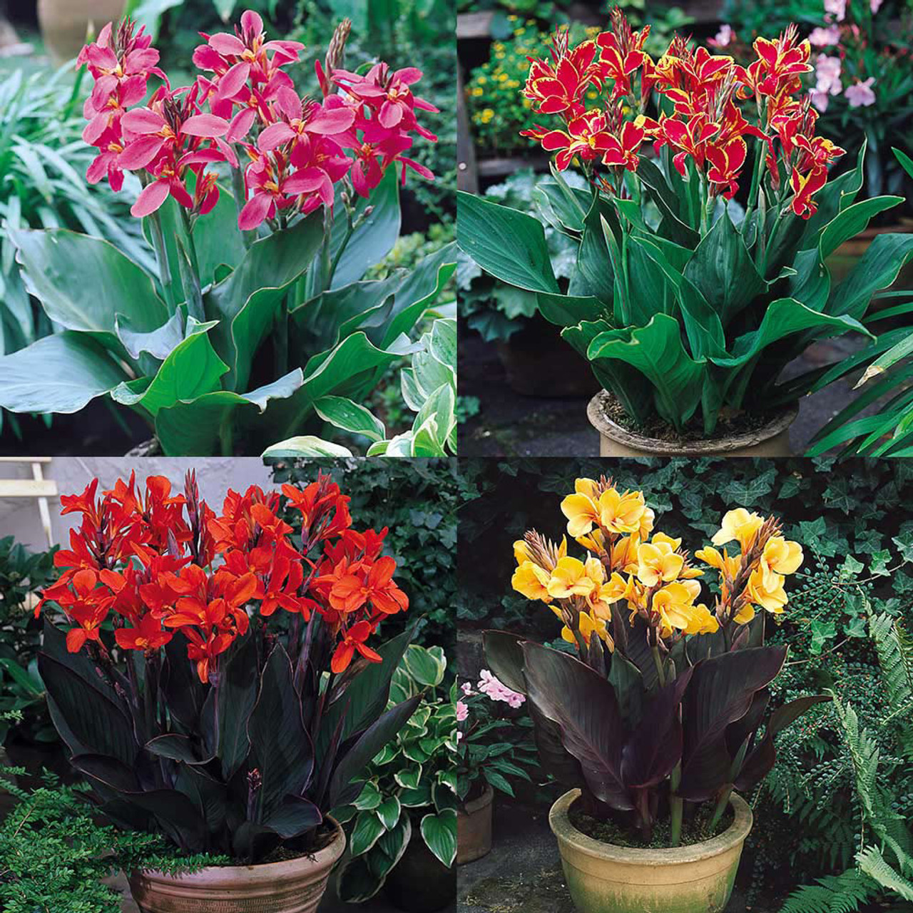 Dwarf Canna Lily Mix