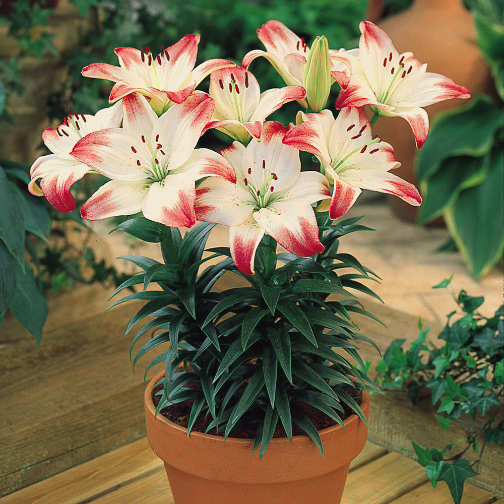 Lily Short Stemmed Collection - JParkers