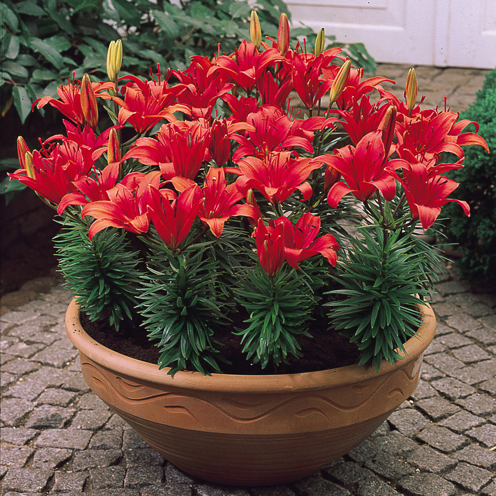 Lily Short Stemmed Collection - JParkers