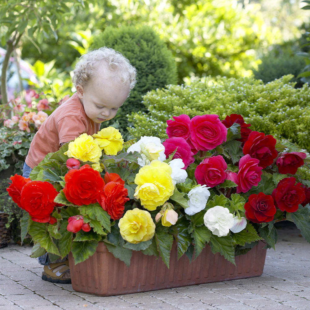 Begonia Double Exhibition Collection 5/6cm - J Parkers