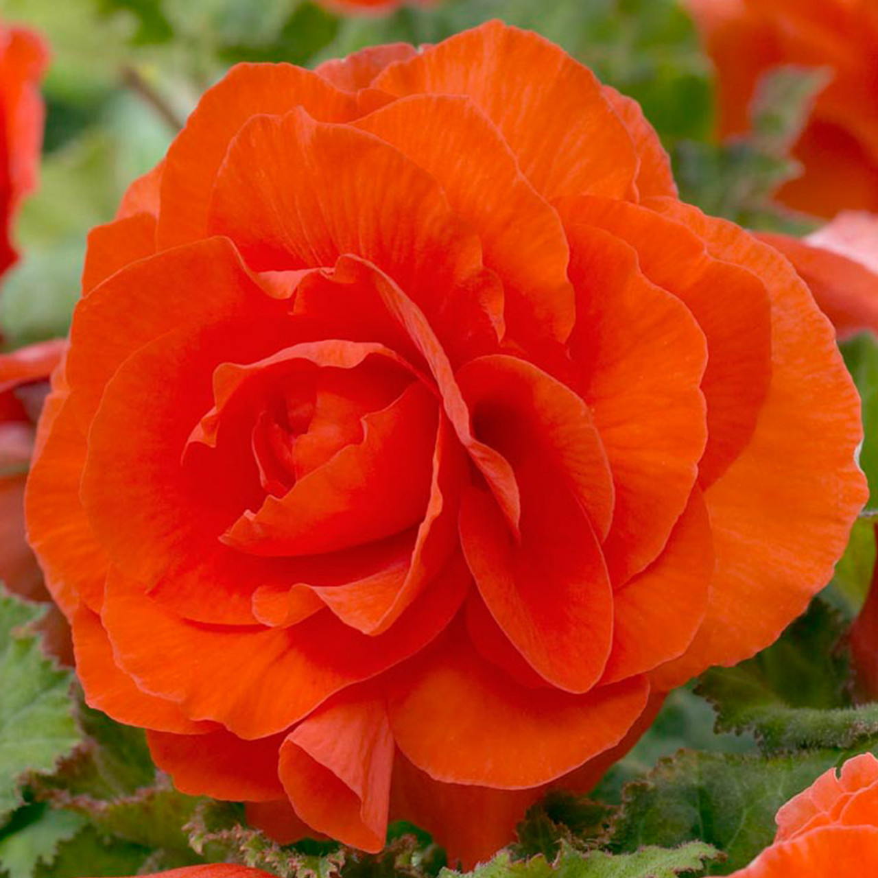 Begonia Double Exhibition Collection 5/6cm - J Parkers