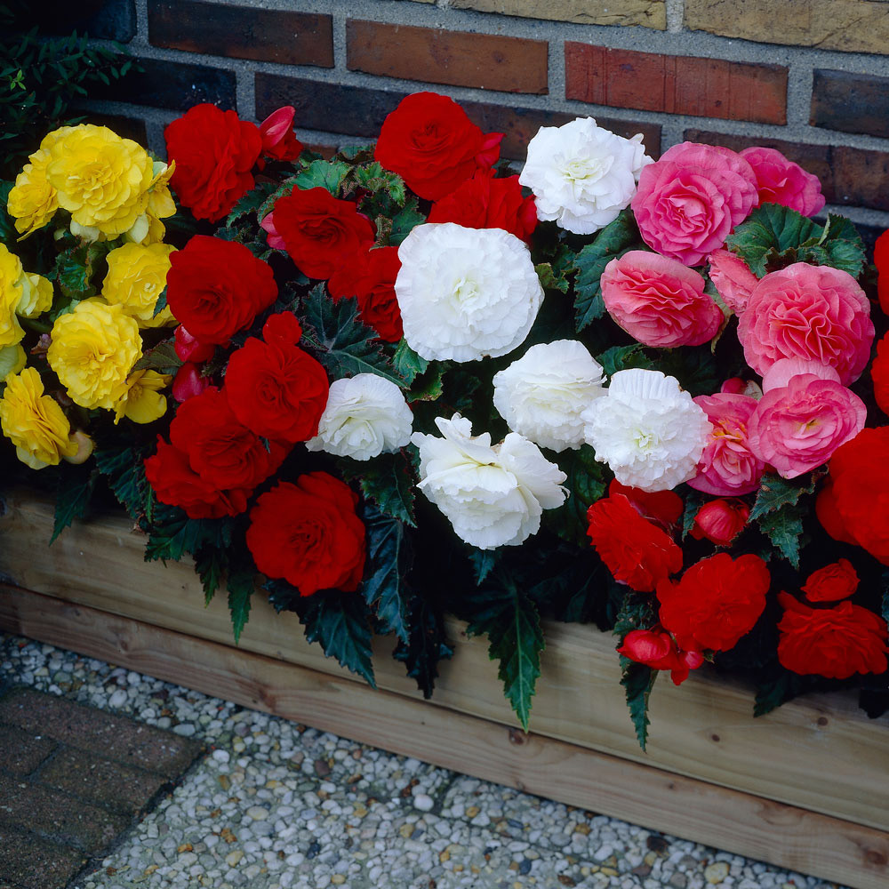 Begonia Non Stop Mixed Collection Maxi Plugs Jparkers