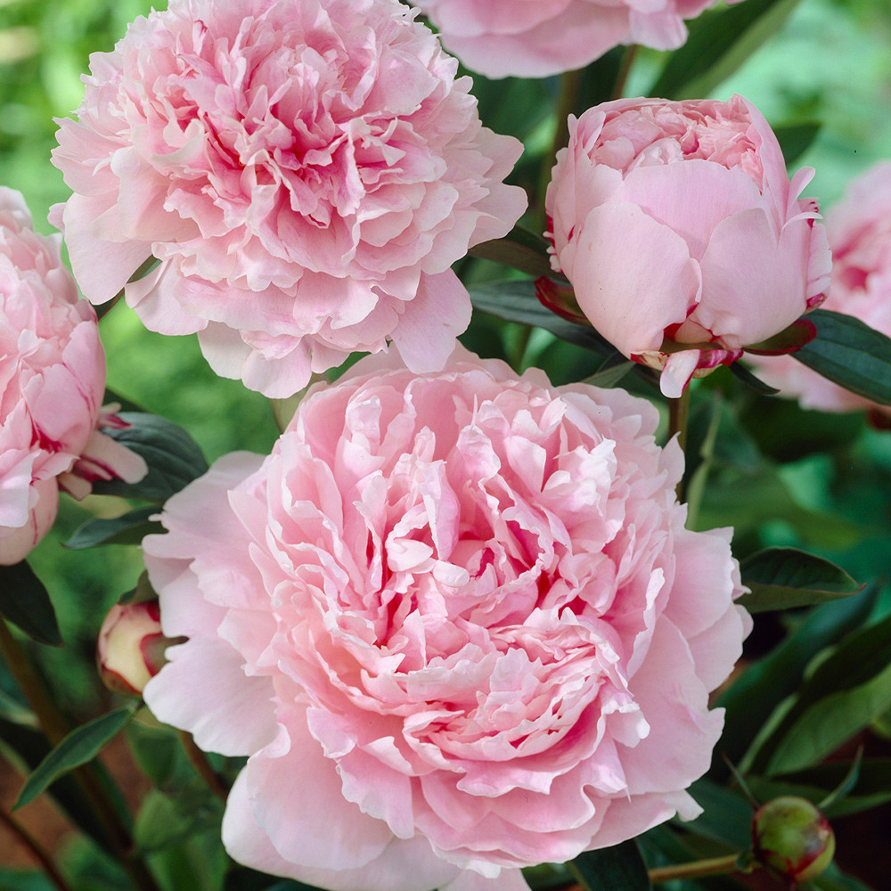Shop Peonies Double Collection from J. Parker's for Less