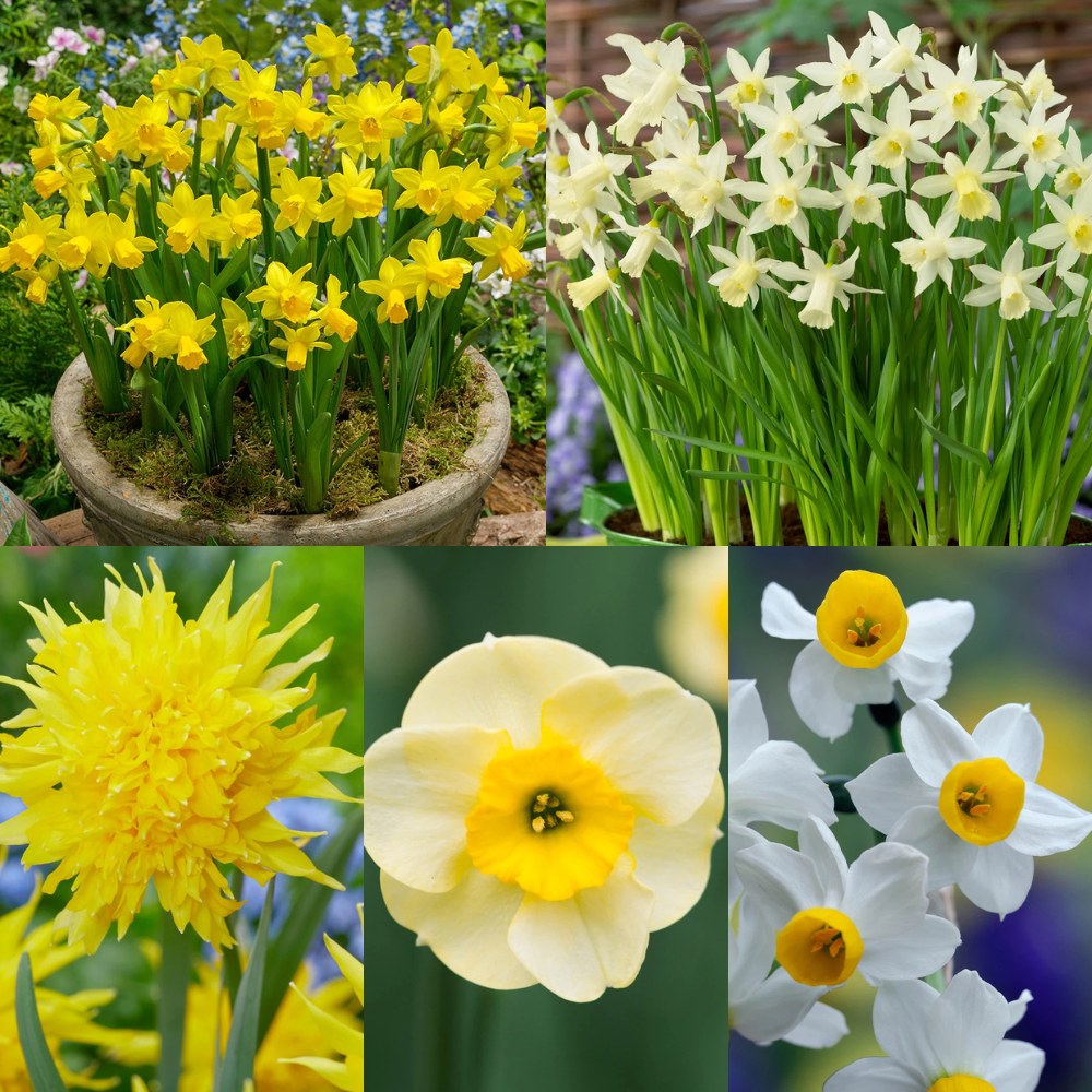 Narcissus Rockery & Patio Collection | J.Parker's
