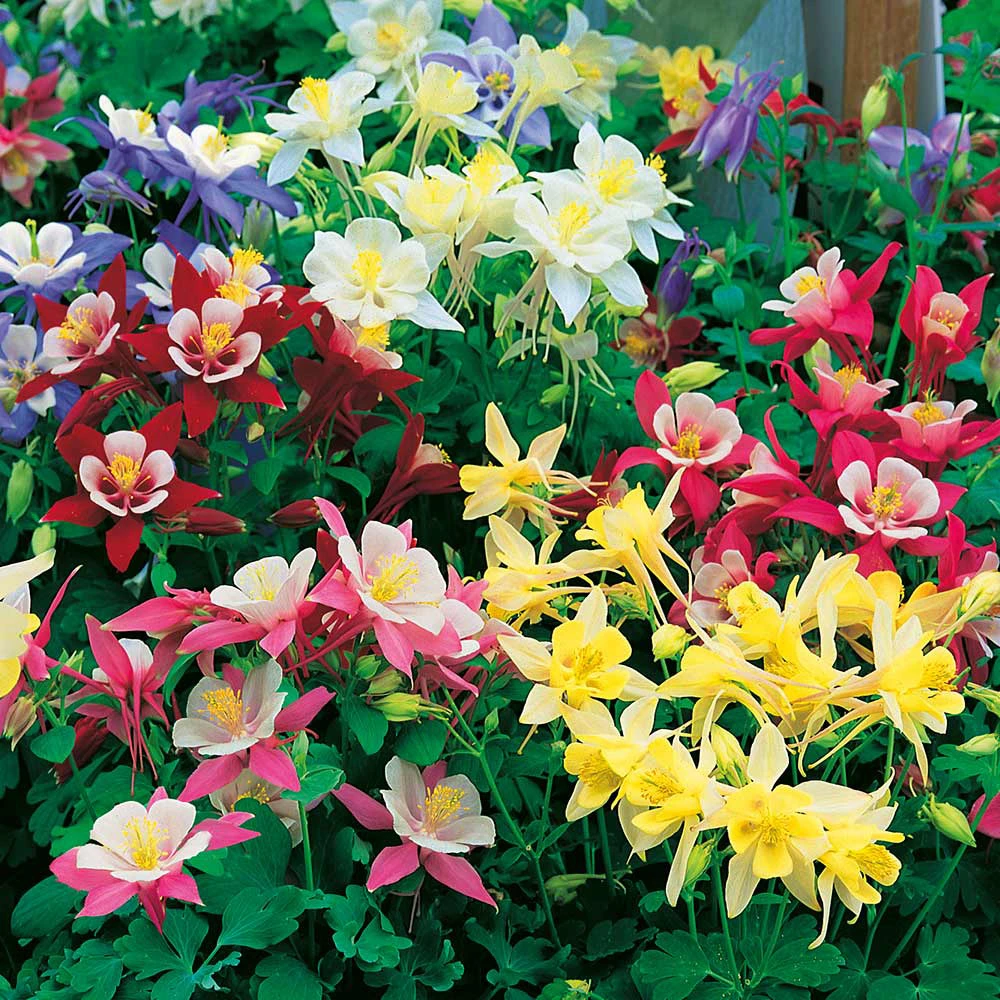 25+ Red, White & Blue Mix Aquilegia Columbine Flower Seeds - Perennial, Zones 3-9