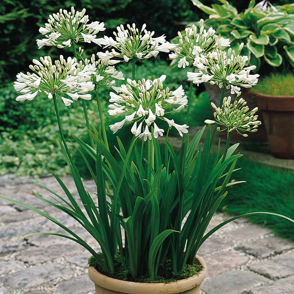 Shop Agapanthus Collection from J. Parker's for Less