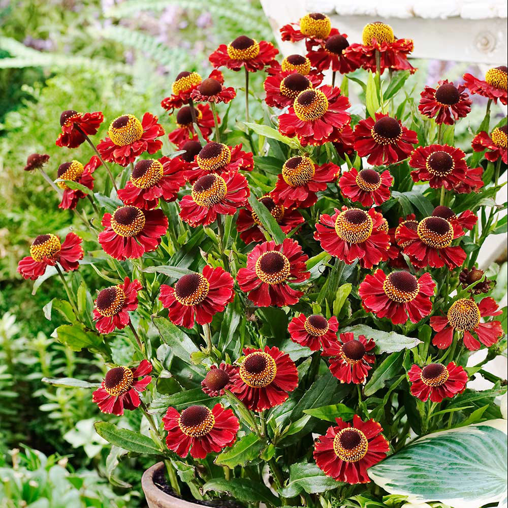 Helenium Collection (Loose Roots) - JParkers