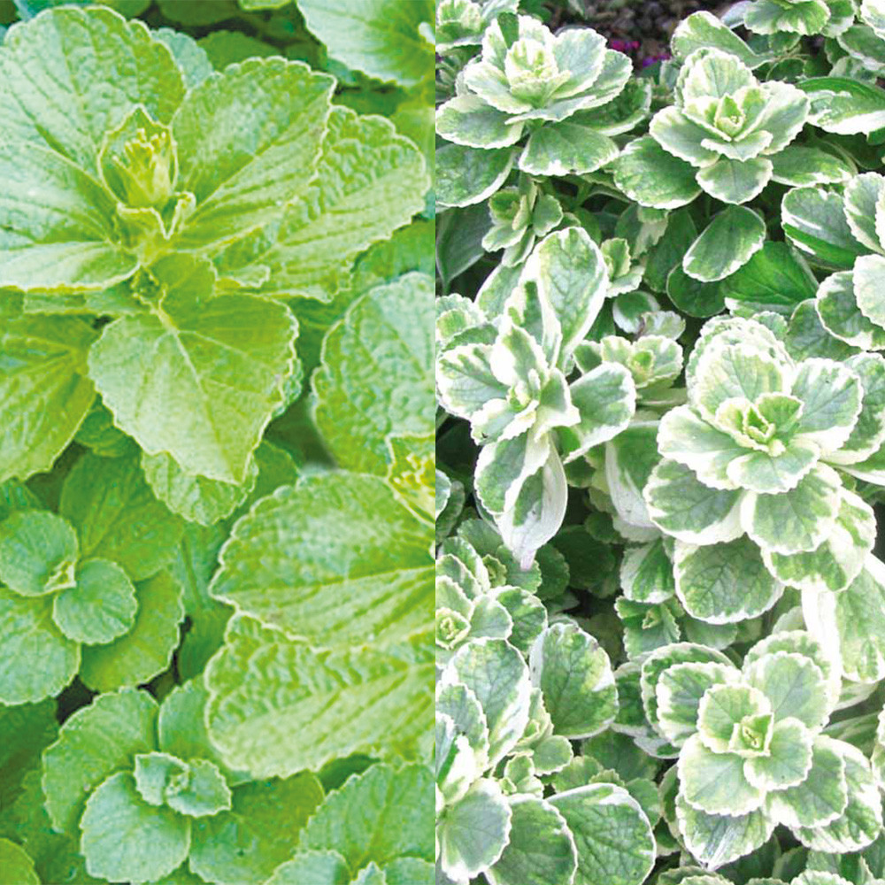 cat repellent plants