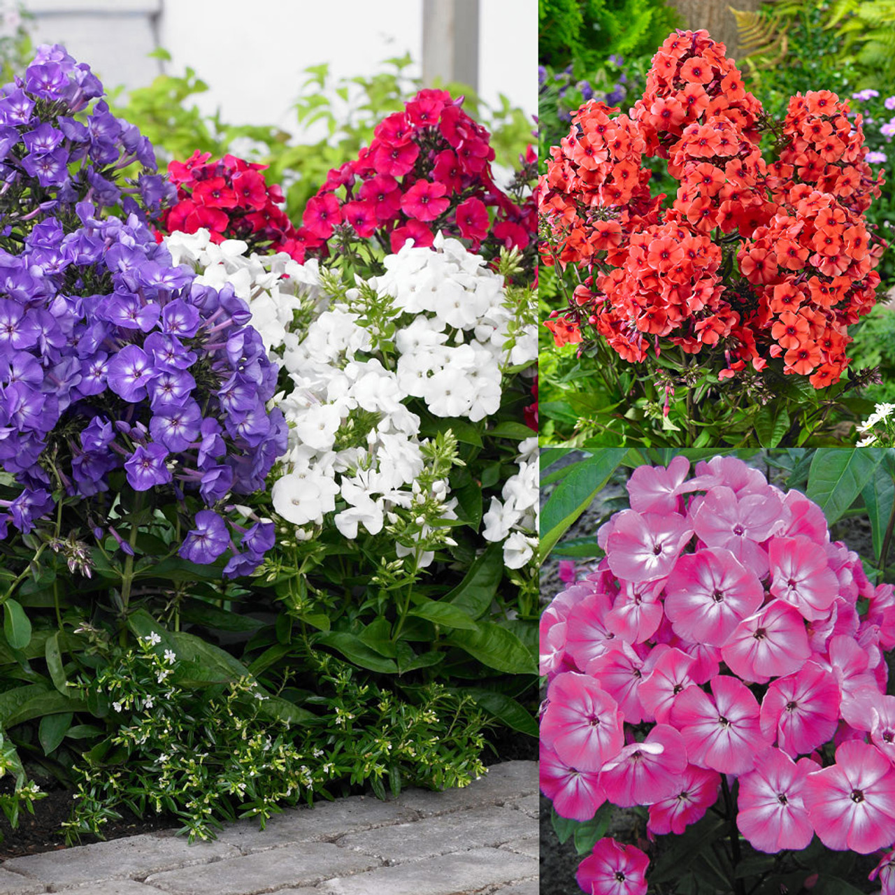 Phlox paniculata Collection -