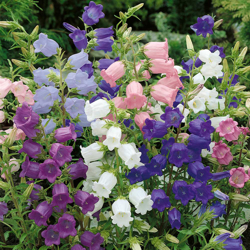 Campanula Medium Collection JParkers