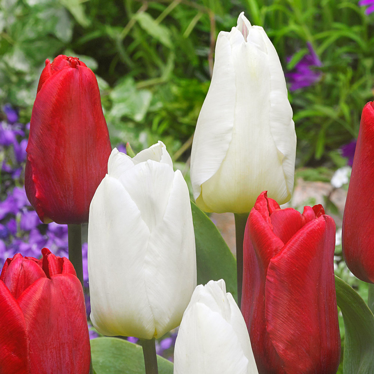 60 Tulip Prince Collection - JParkers