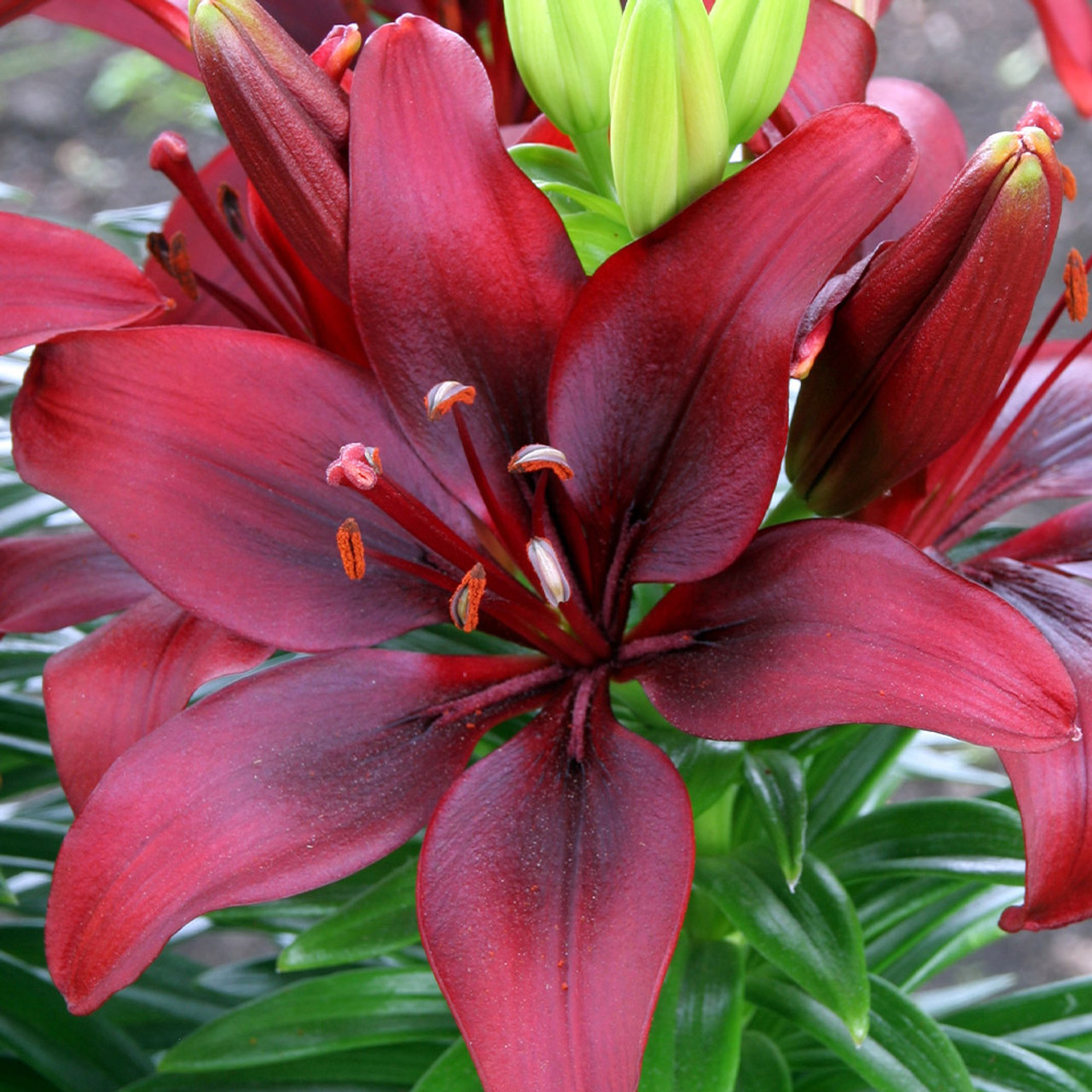 Short Stemmed Lilium Collection - JParkers