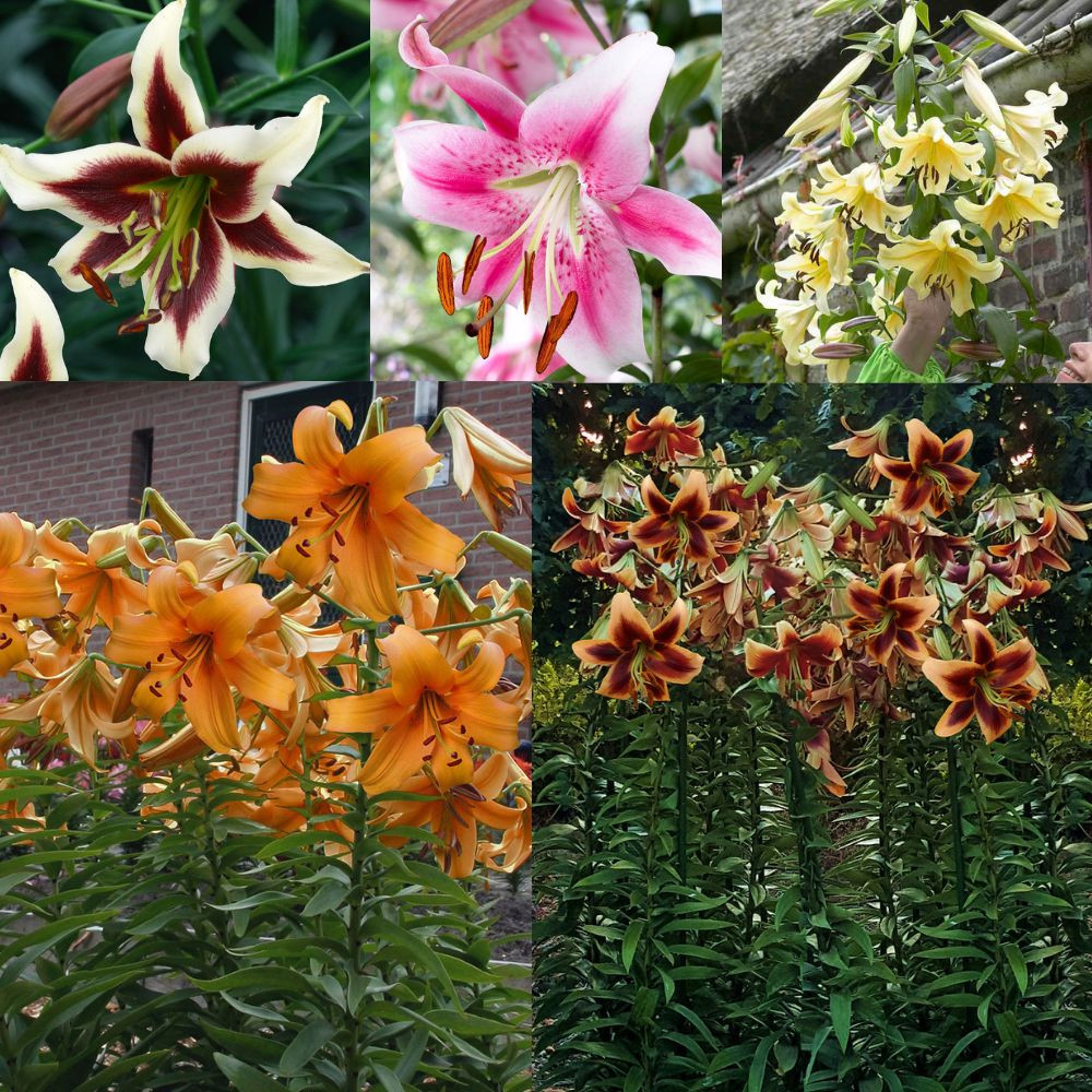 Goliath OT Lily Collection - JParkers