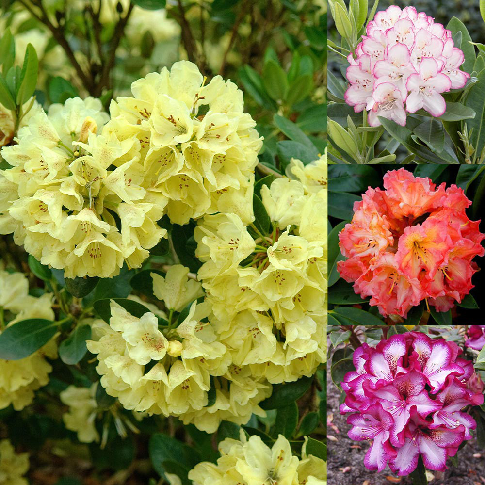 Rhododendron Collection B - JParkers