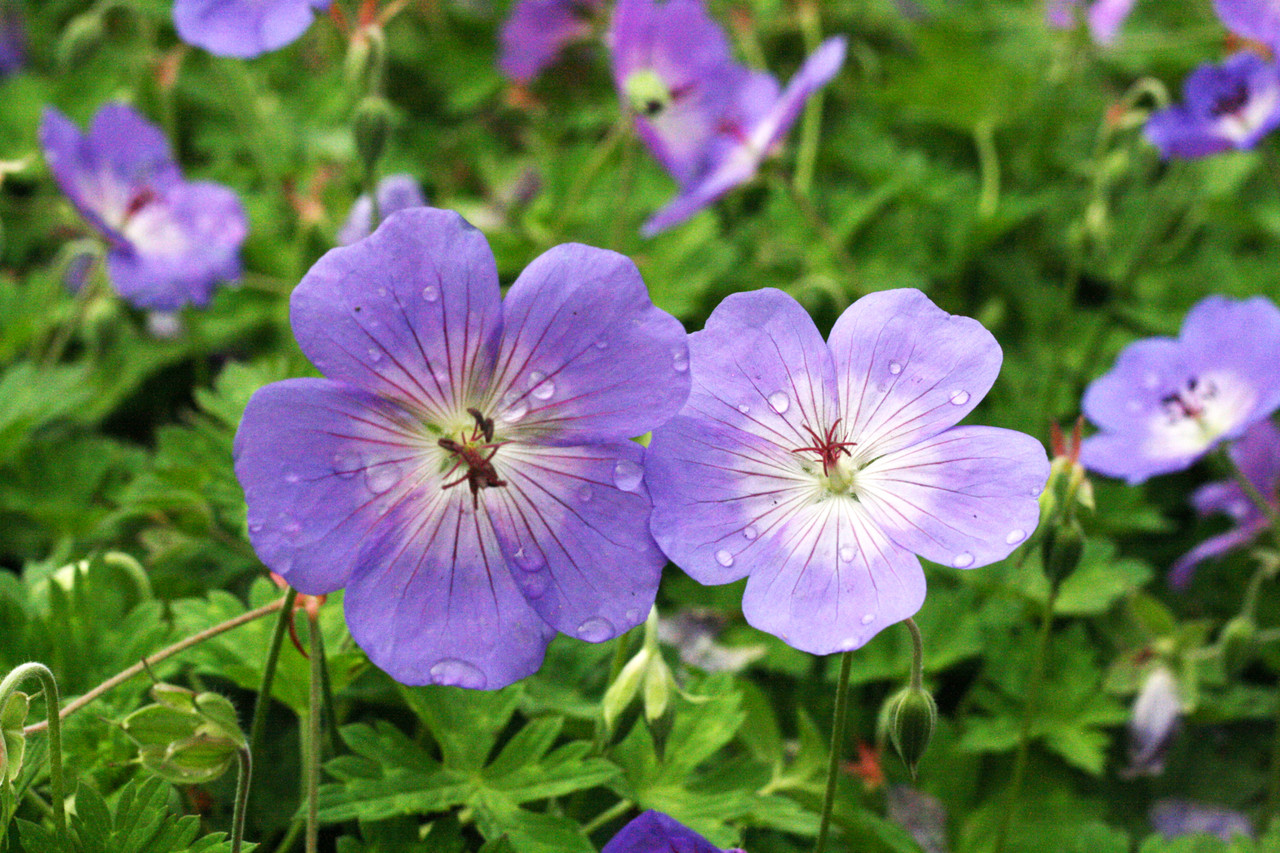 Geranium Rozanne | J Parker Dutch Bulbs