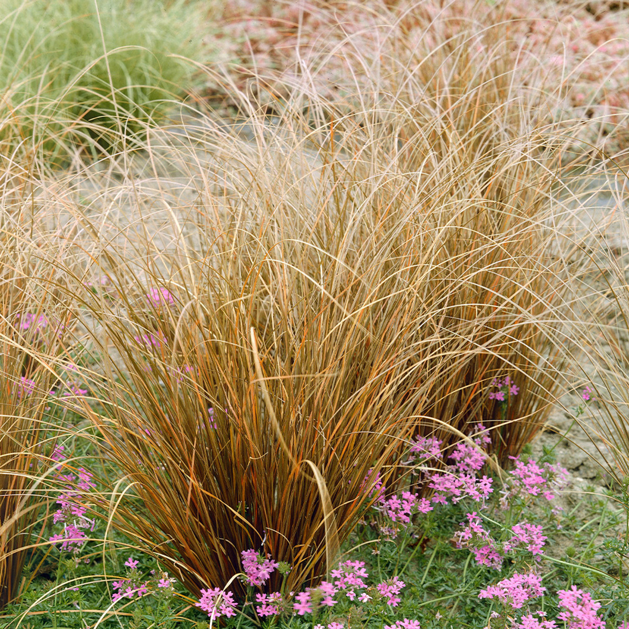 Image of Carex red rooster and allium