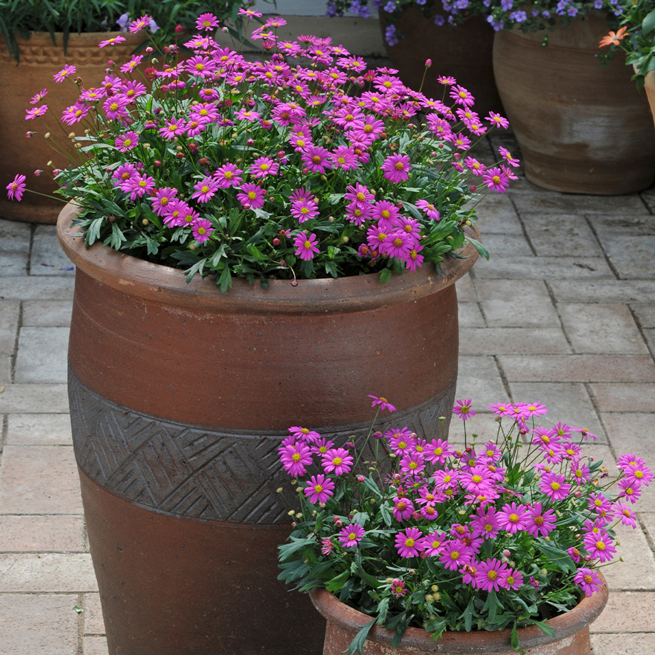 Brachyscome Outback Plants Magenta Delight - JParkers