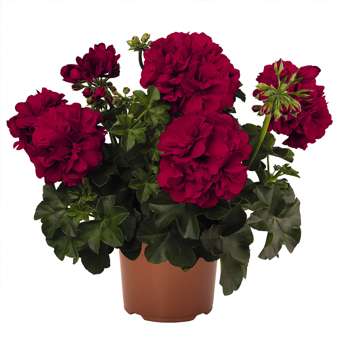 Shop Geranium Great Balls of Fire Red | J. Parker's