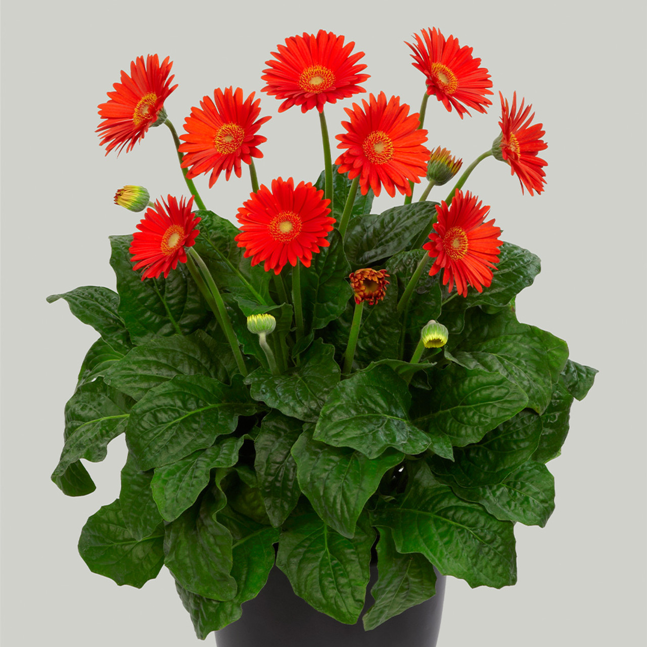 Gerbera Garvinea Sweet Glow - JParkers