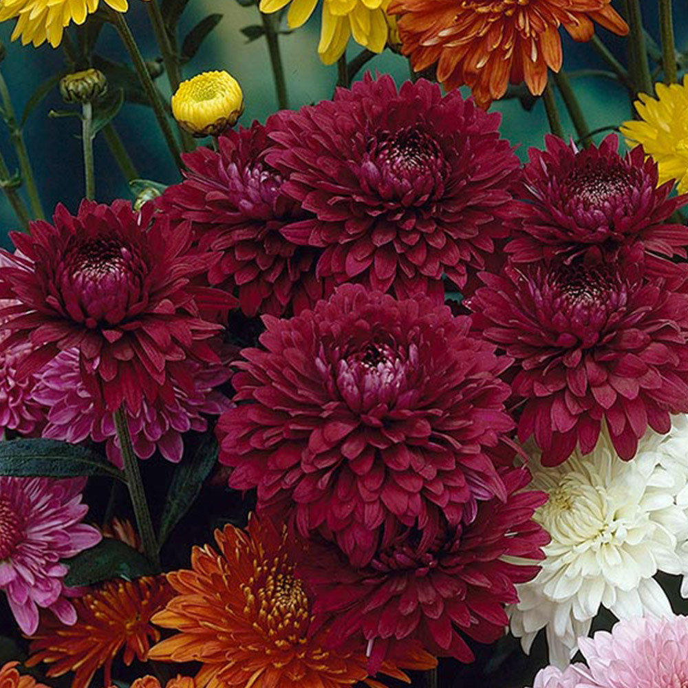 Chrysanthemum Late Season Spray Collection - J Parkers