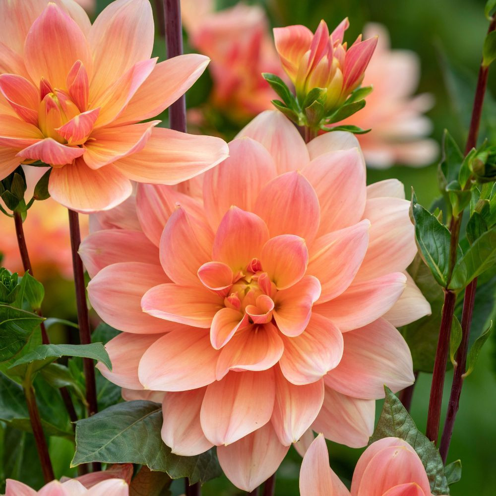 Dahlia Decorative Collection C - JParkers