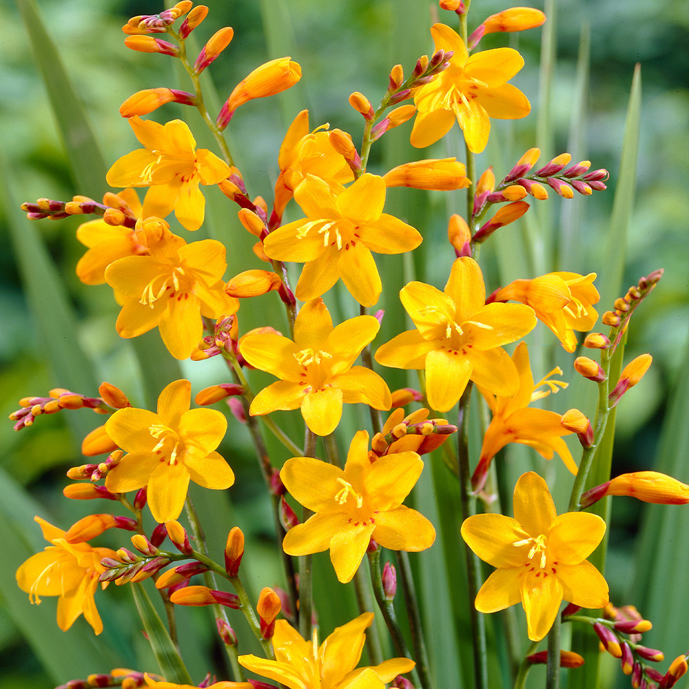 Crocosmia Large Flowering Collection - JParkers