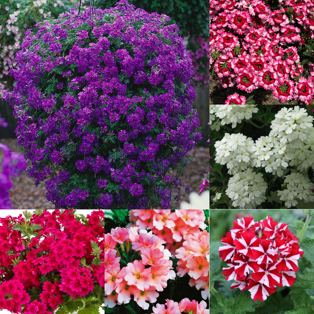 Shop Verbena Samira Collection from J. Parker's