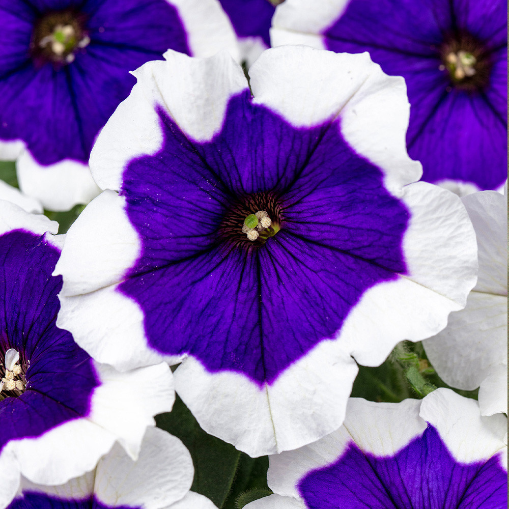 Petunia Crazytunia Collection (Pack 18/Pack 30) - JParkers