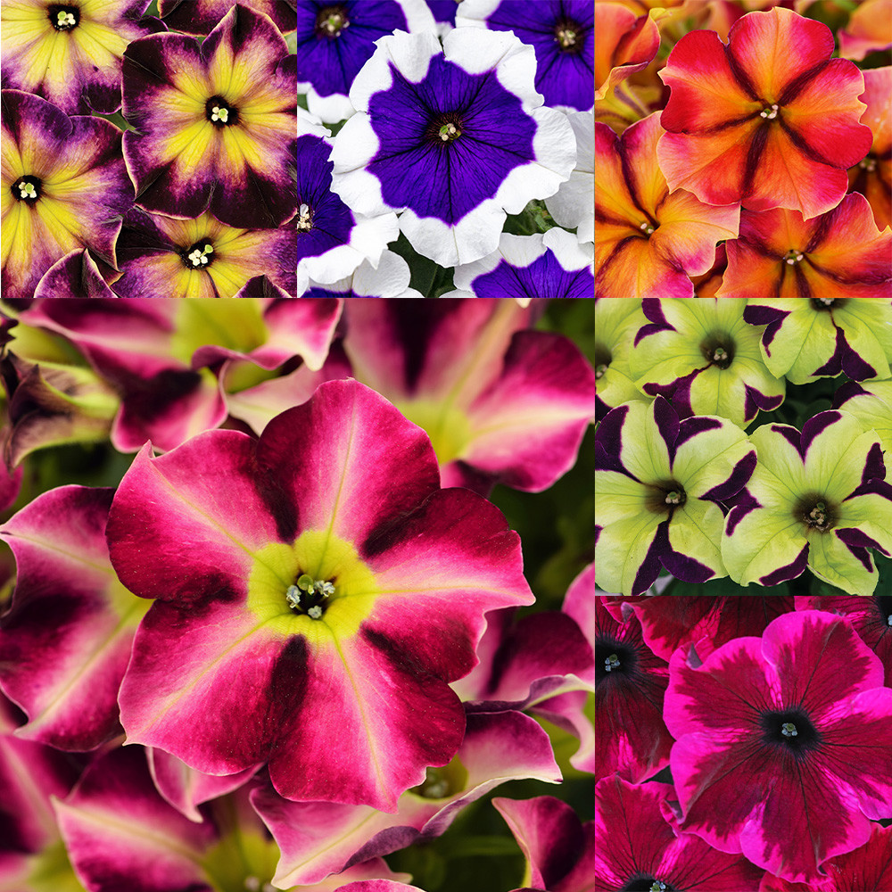 Petunia Crazytunia Collection (Pack 18/Pack 30) - JParkers